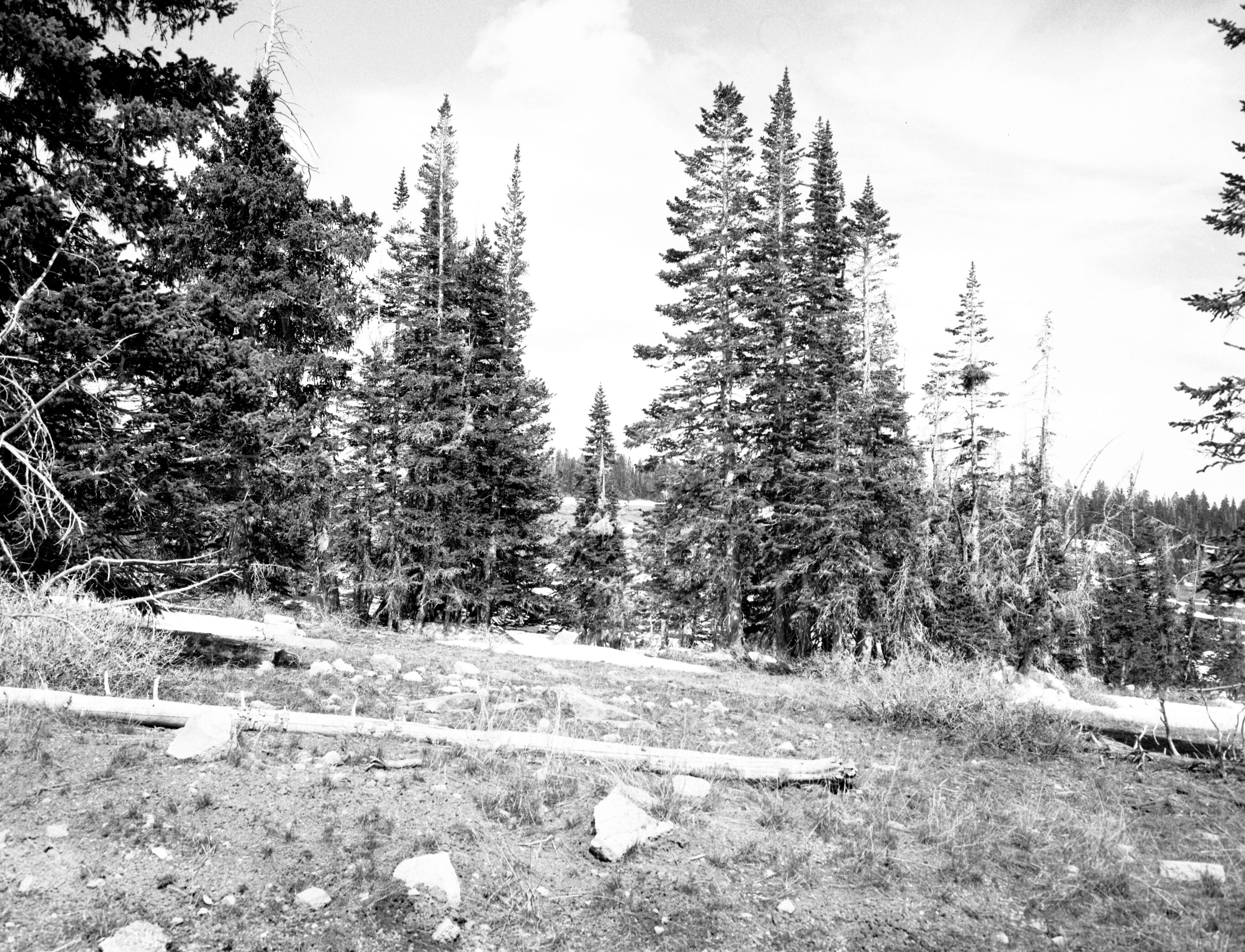 White fir. Exhibit 19-7.