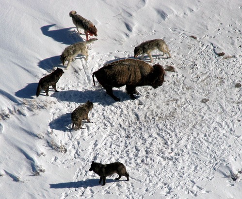 One bison is surrounded by 6 wolves.