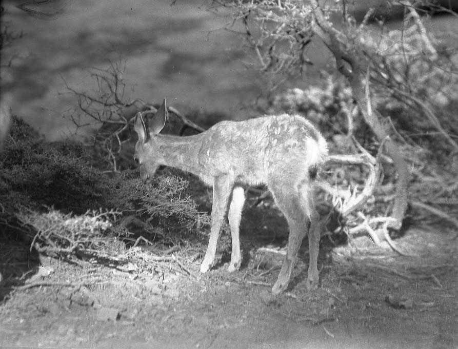 Sequoia National Park