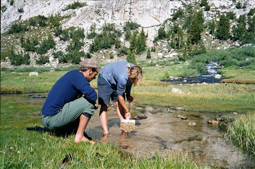 Mountain yellow-legged frog restoration project, Sequoia and Kings Canyon National Parks, 2001-2003