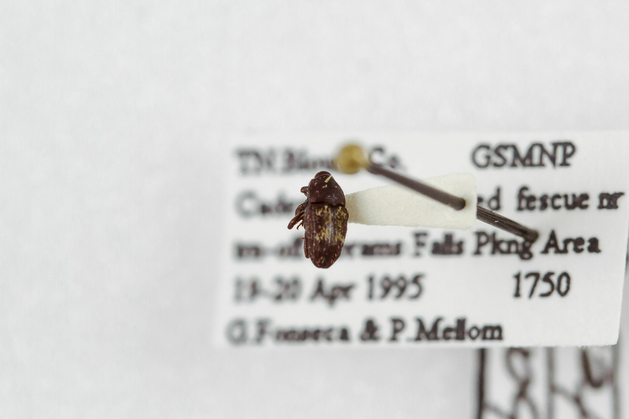 Image of Glyptobaris lecontei, a species of Animalia