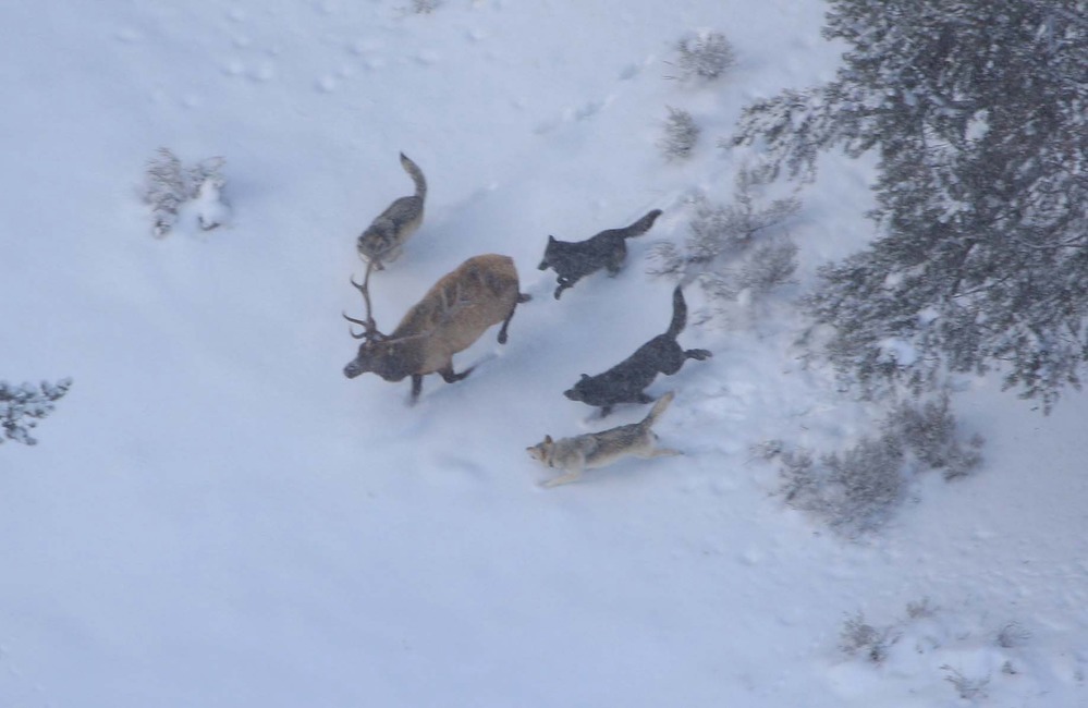 Four wolves chase a bull elk in snow.