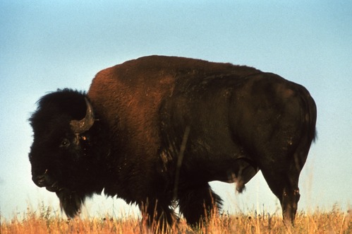 bison bull standing in the prairie