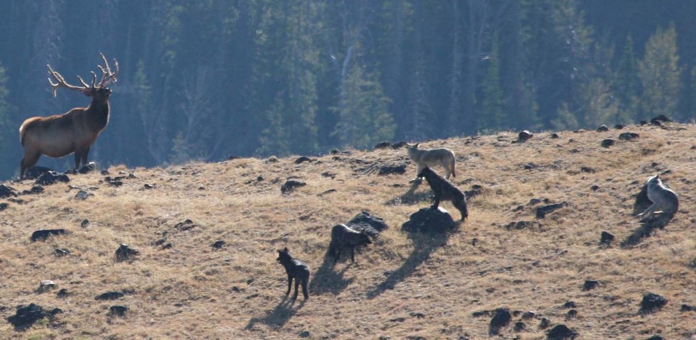 Five wolves stand in a face off with a large bull elk on top of a ridge.