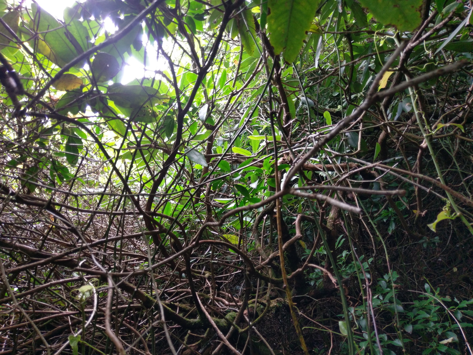 Plot Code: GRSM_AA_0361_6