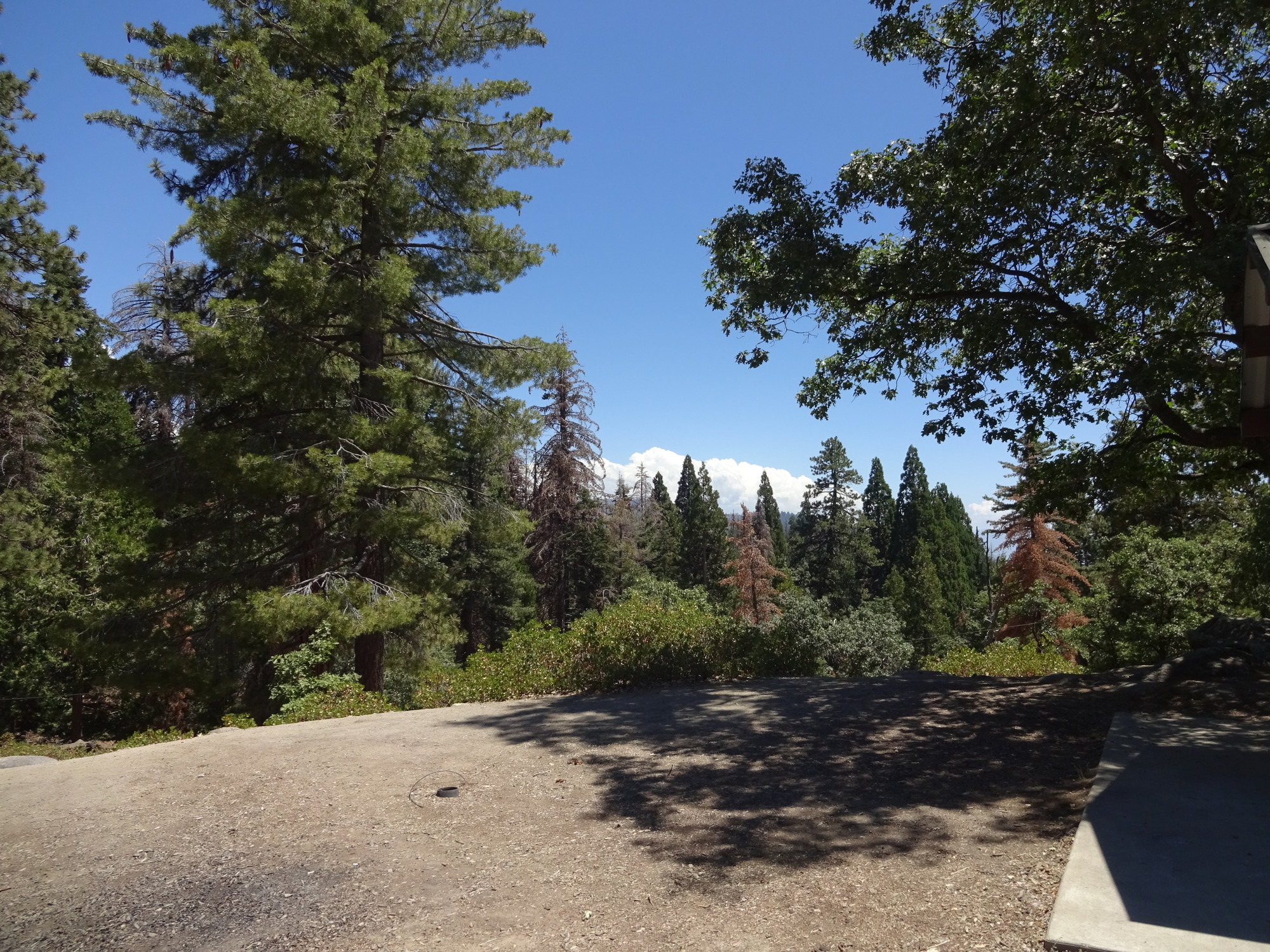 Flat with views of pines, adjacent to an small picnic area.