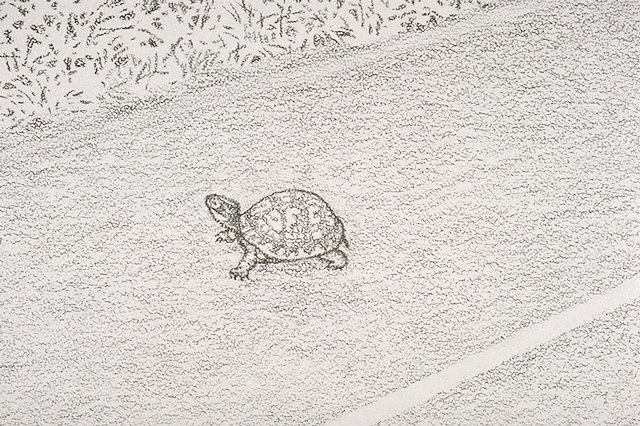 a Box turtle (detail of IMS # 05731)