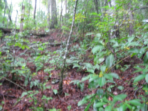 GRSM Accuracy Assessment. Plot Code: GRSM_AA_0237_2