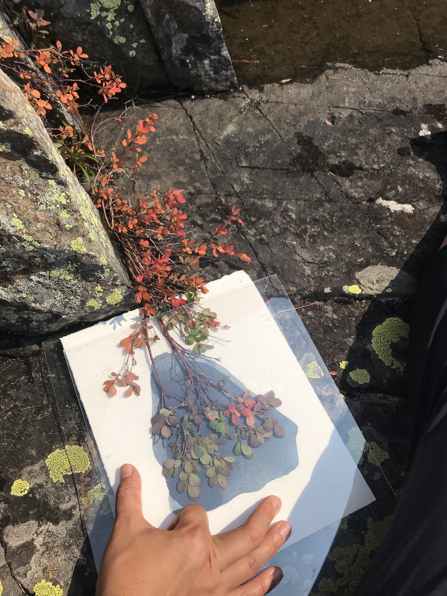 bilberry plant on Scoville Point being used to create a cyanotype