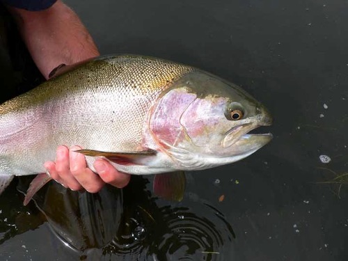 Rainbow Trout