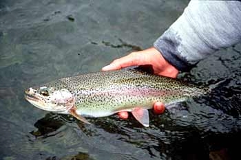 Rainbow trout