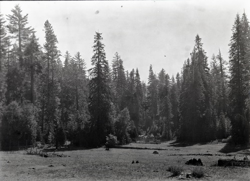 Big Oak Flat Road View at Hazel Green showing the lower meadow.