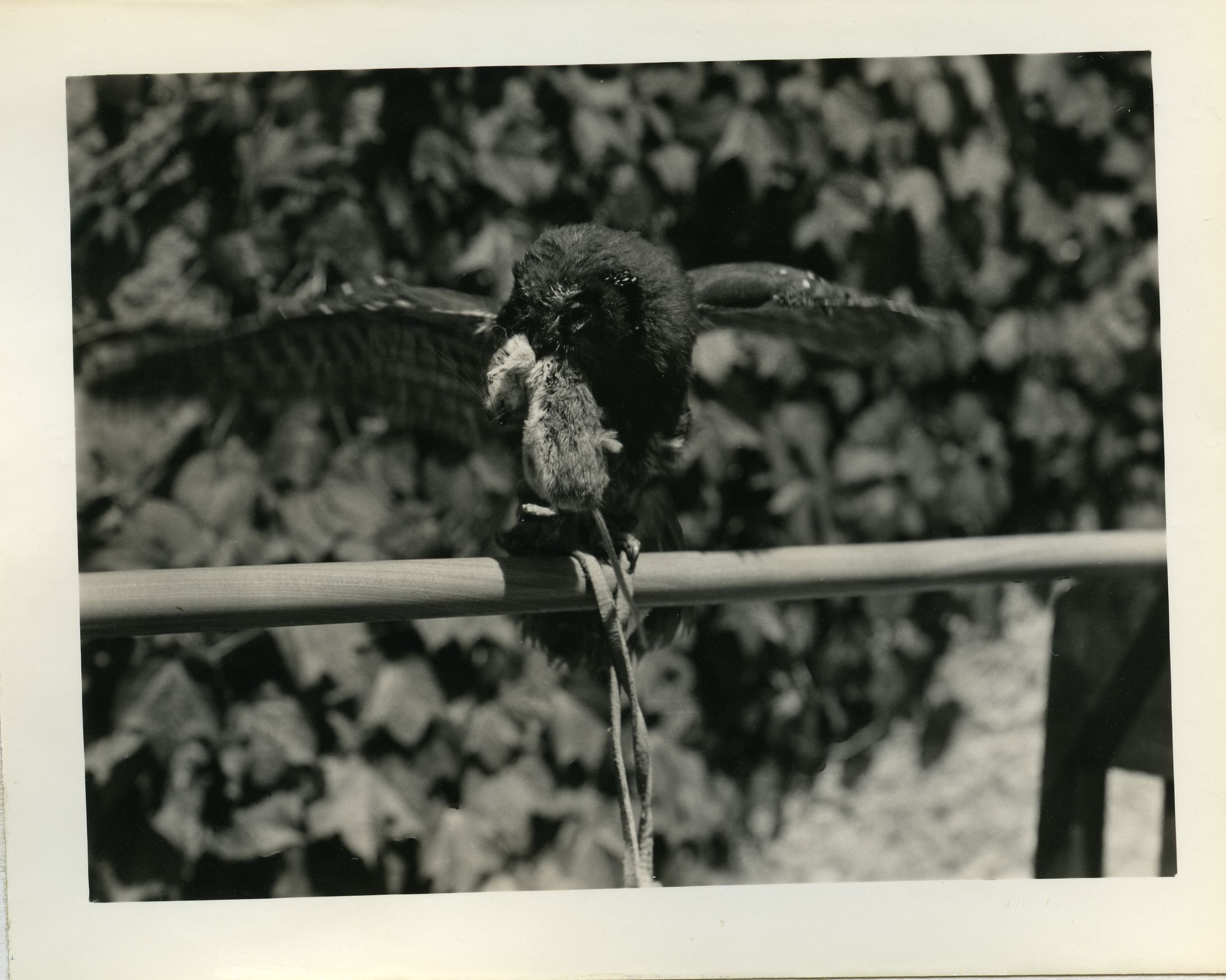 Richardson's Owl with Mouse