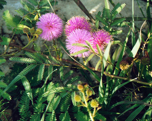 Catclaw sensitive briar
Mimosa nuttallii
Blooms: May - September