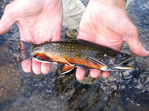 Brook trout