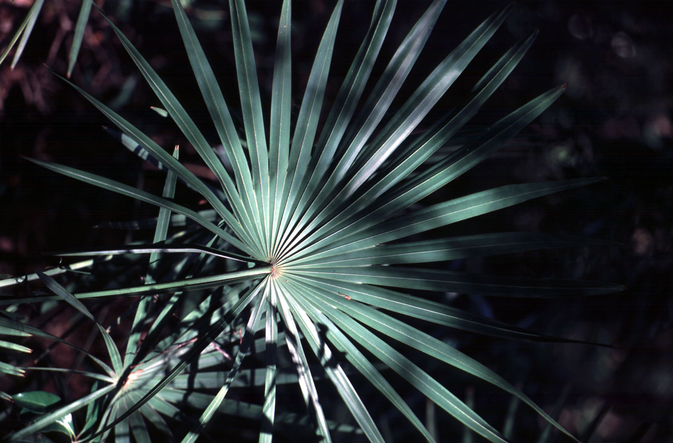 a stem leading to many green pointed leaves extending 