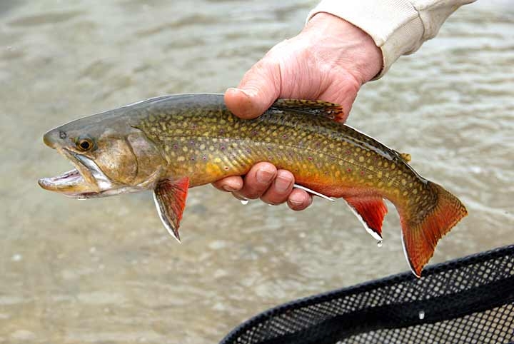 Brook trout