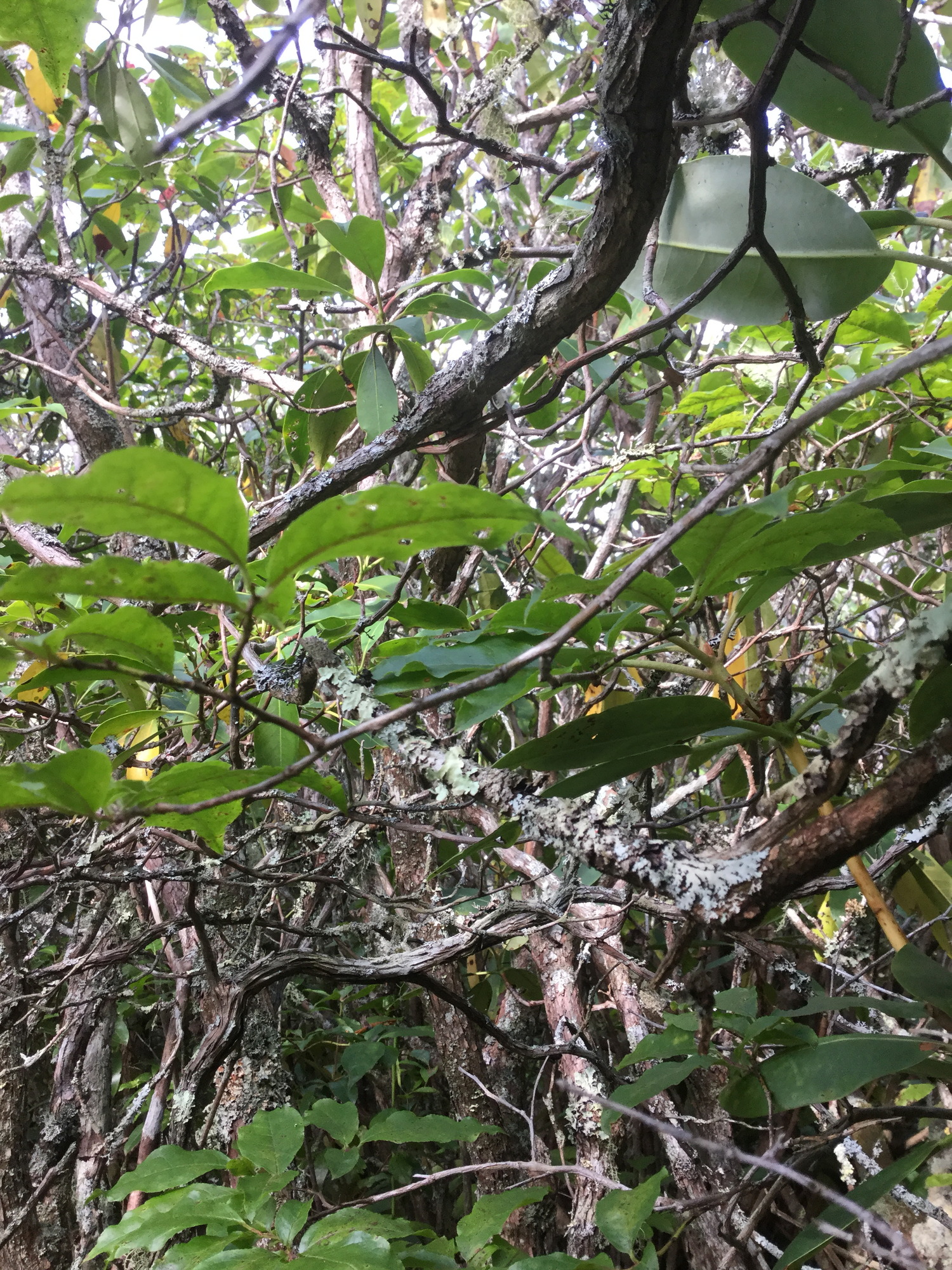 GRSM Accuracy Assessment. Plot Code: GRSM_AA_0315_5