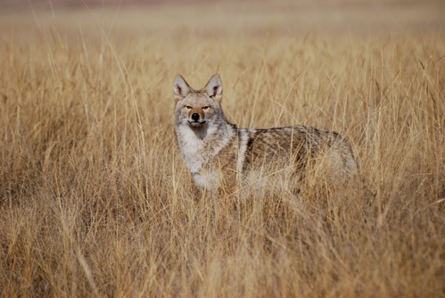 coyote in tall grass