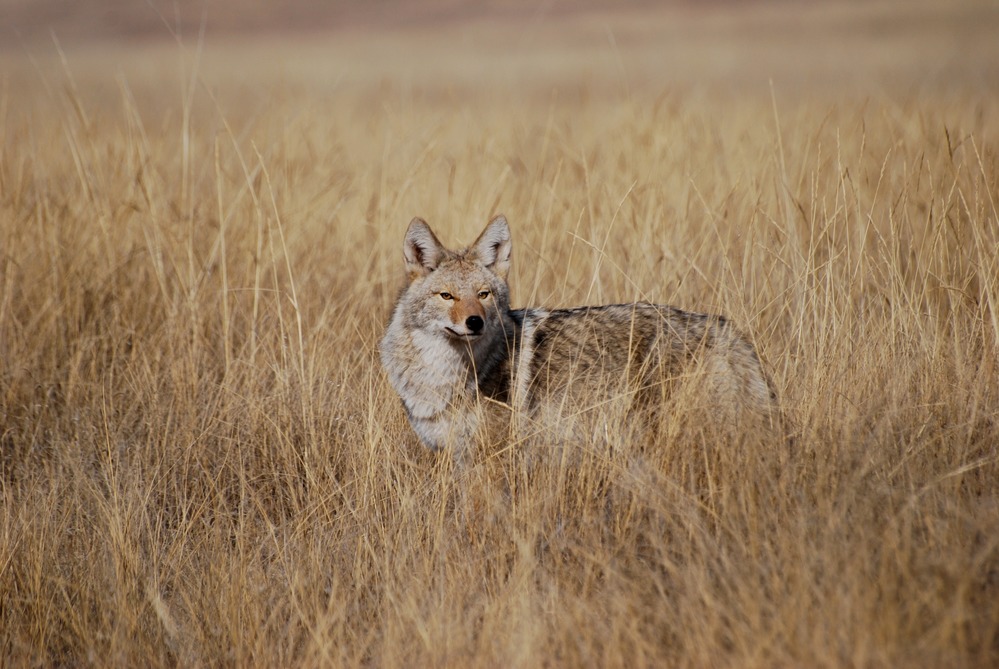 coyote looking