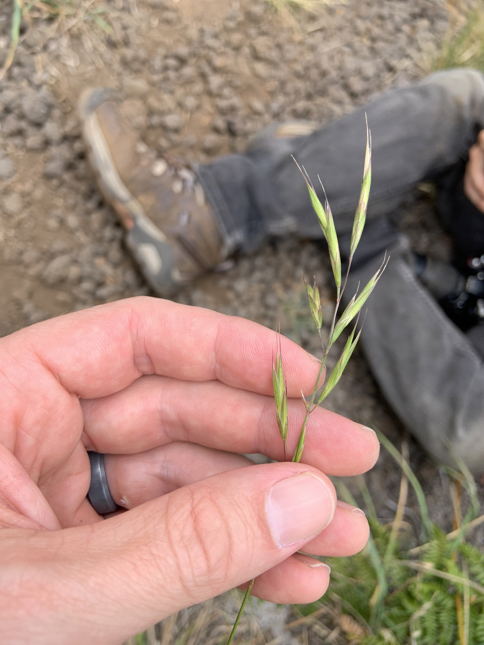 Photo of plant species Bromus carinatus
