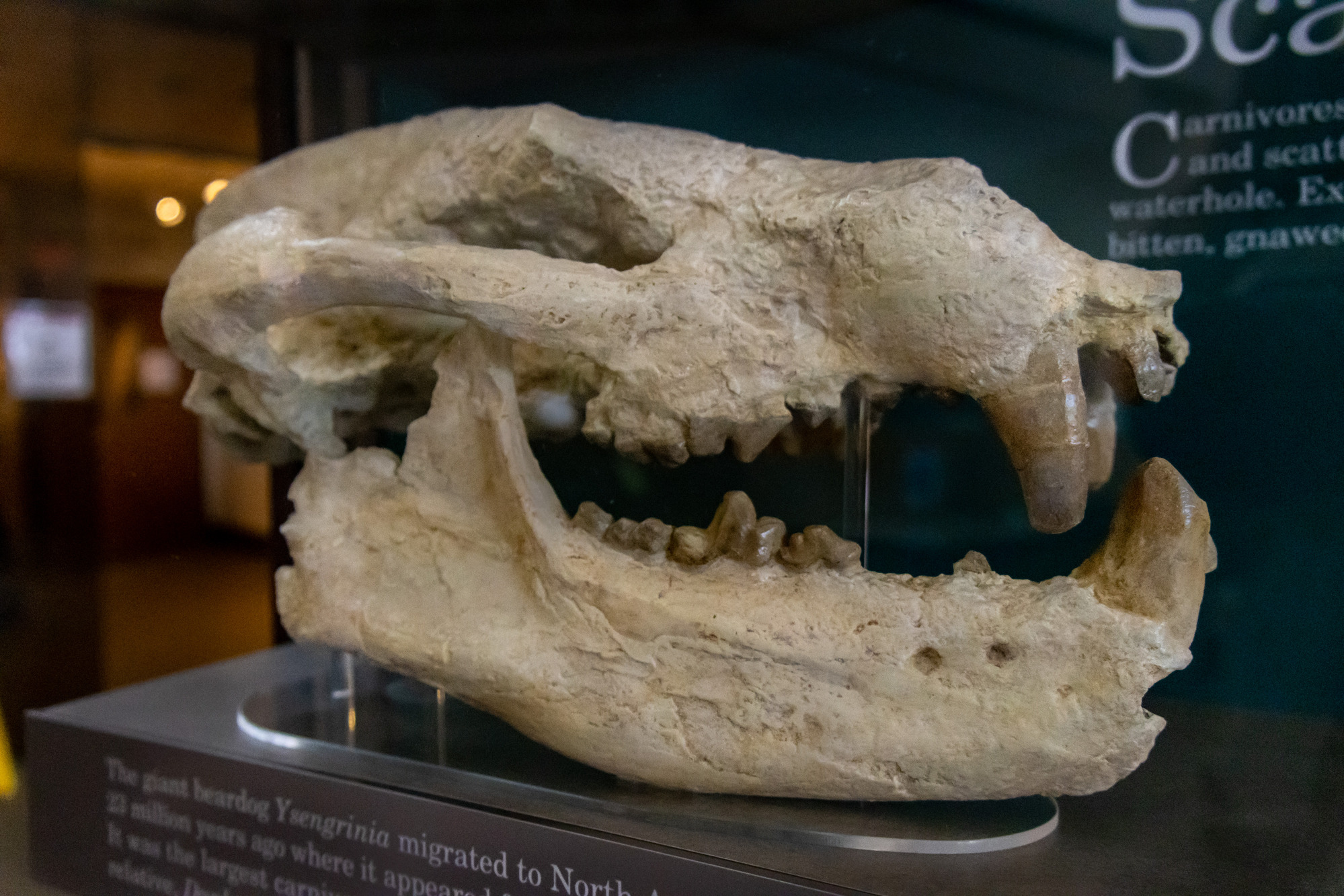 Large light brown dog-like skull with large front teeth in a glass case.