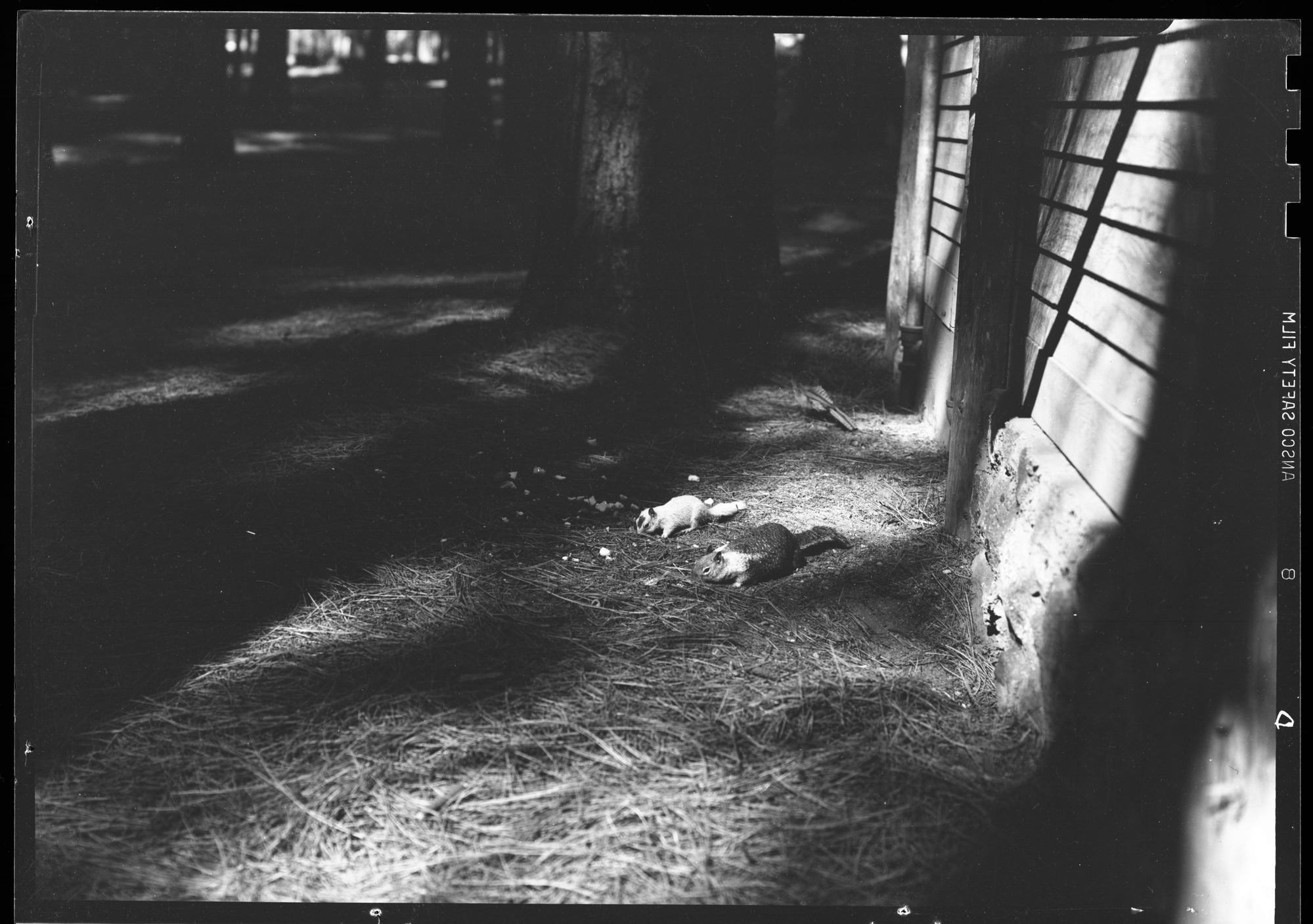 Old and young California ground Squirrels