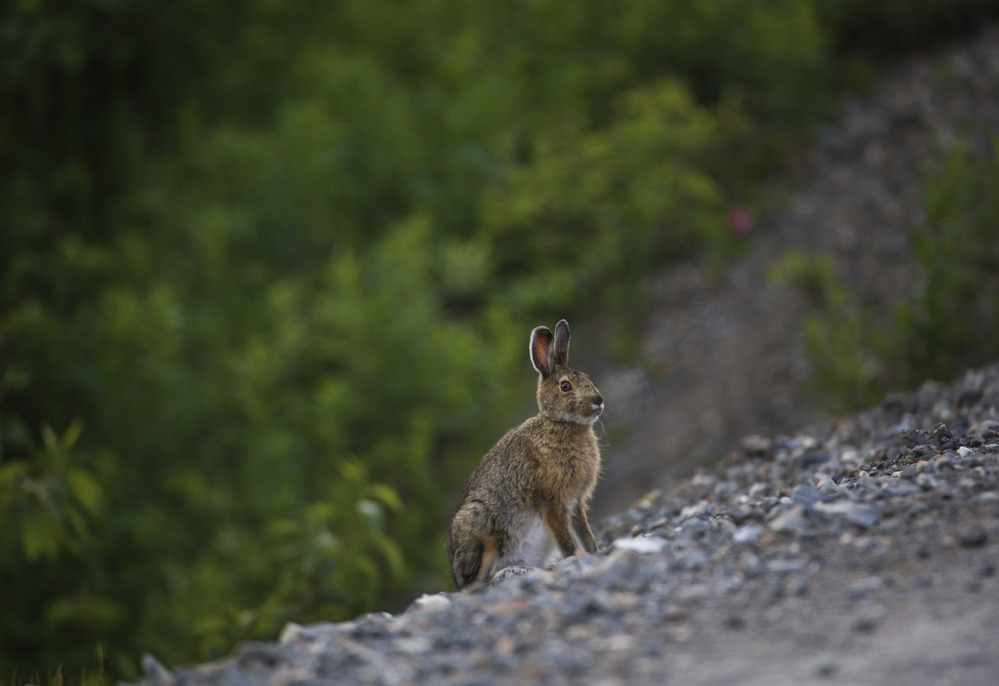 a hare sitting on the side of a dirt road