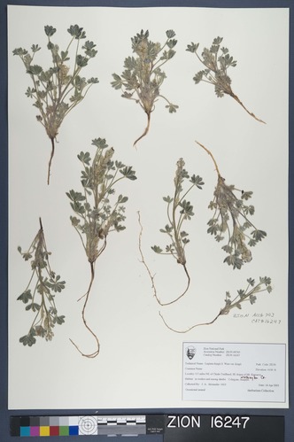 Herbarium Specimen Sheet 16247