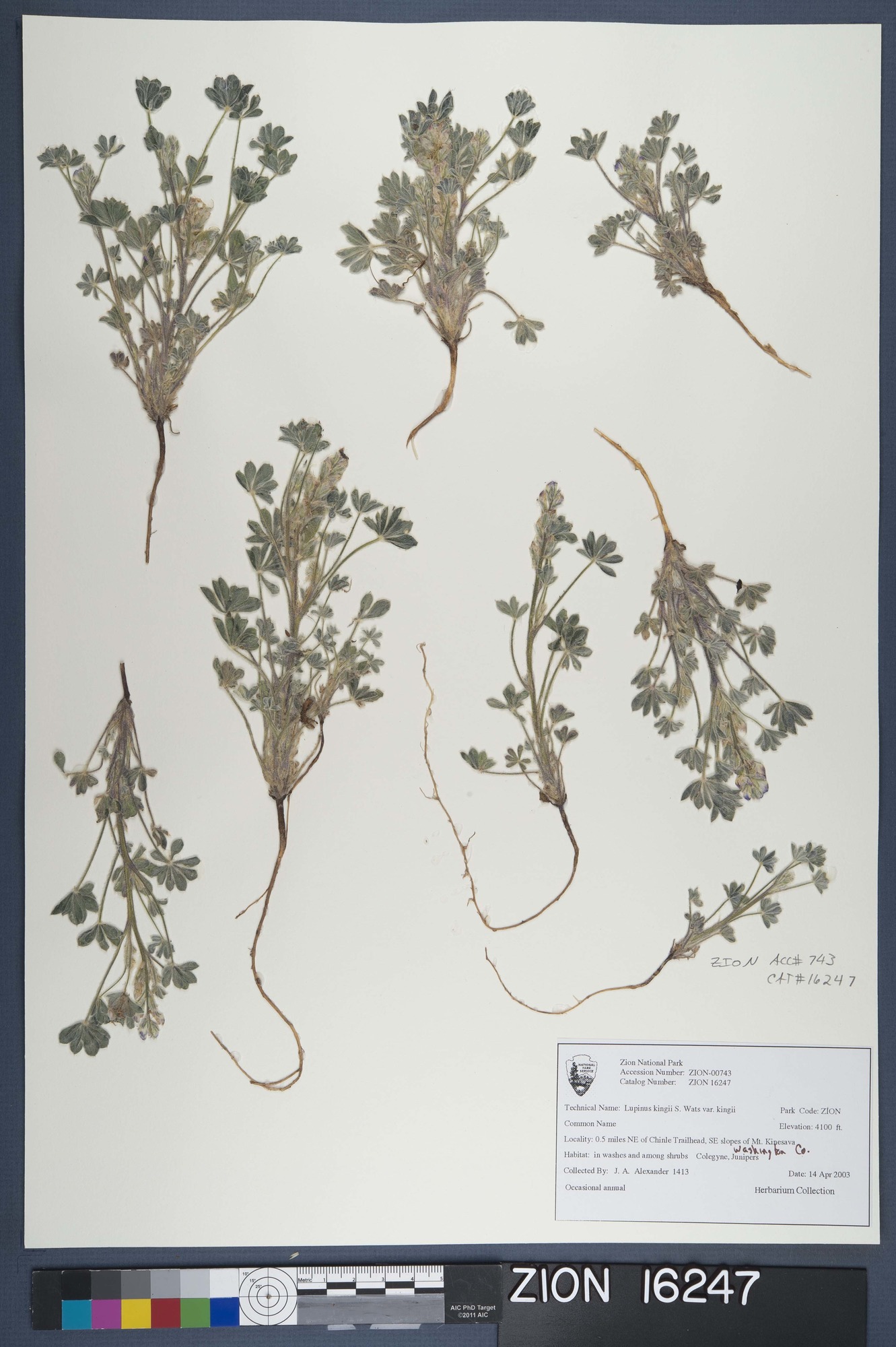Herbarium Specimen Sheet 16247