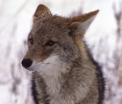 Closeup of a coyote's face.