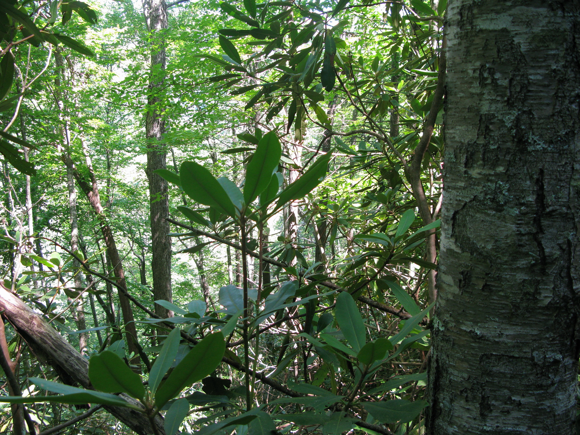 GRSM Accuracy Assessment. Plot Code: GRSM_AA_0194_2