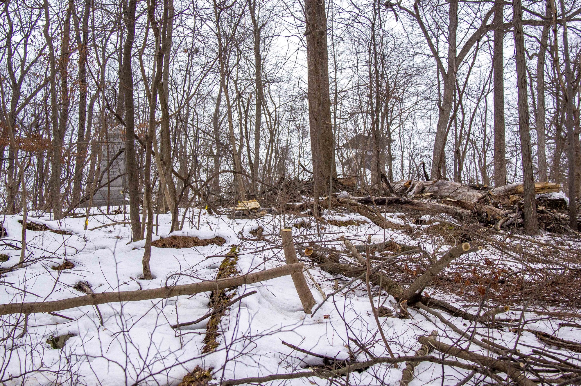 A dense woodlot is selectively being cut. Small trees and brush litter the snow covered ground.
