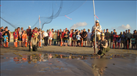 2010 Kemp's ridley sea turtle project at Padre Island National Seashore (for NRC). Kemps ridley nesting is increasing and 74 Kemps ridley nests were located at the park during 2010.  The public was invited to attend 23 hatchling releases in 2010 and more than 5,000 people attended.