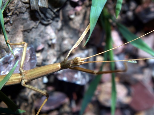 Walkingstick, Family Phasmatidae