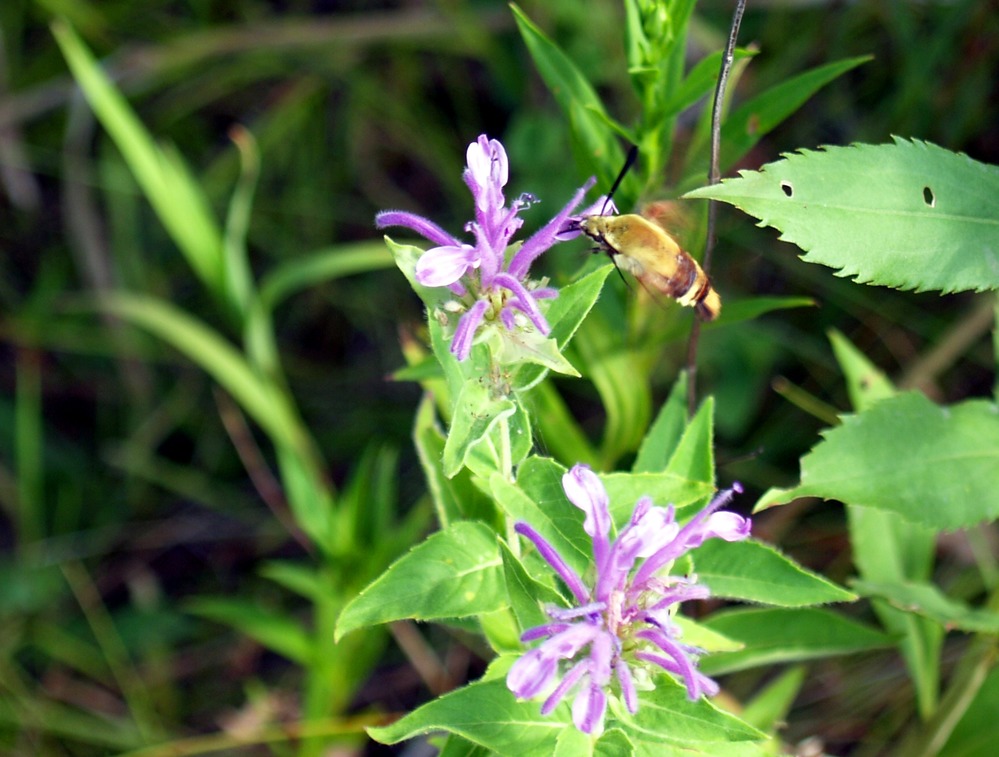 Snowberry Clearwing Hummingbird Moth, Hemaris diffinis