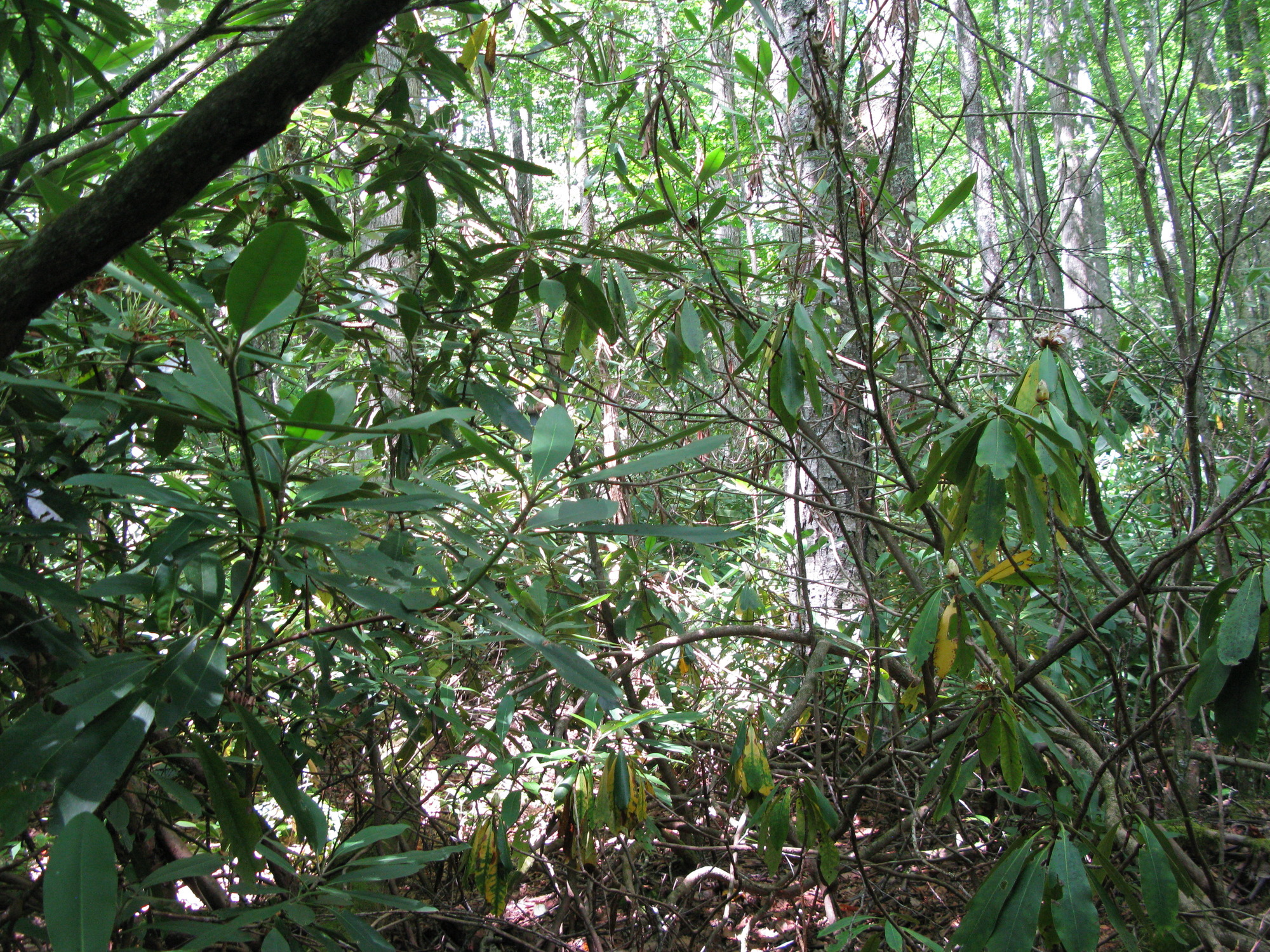 GRSM Accuracy Assessment. Plot Code: GRSM_AA_0197_5