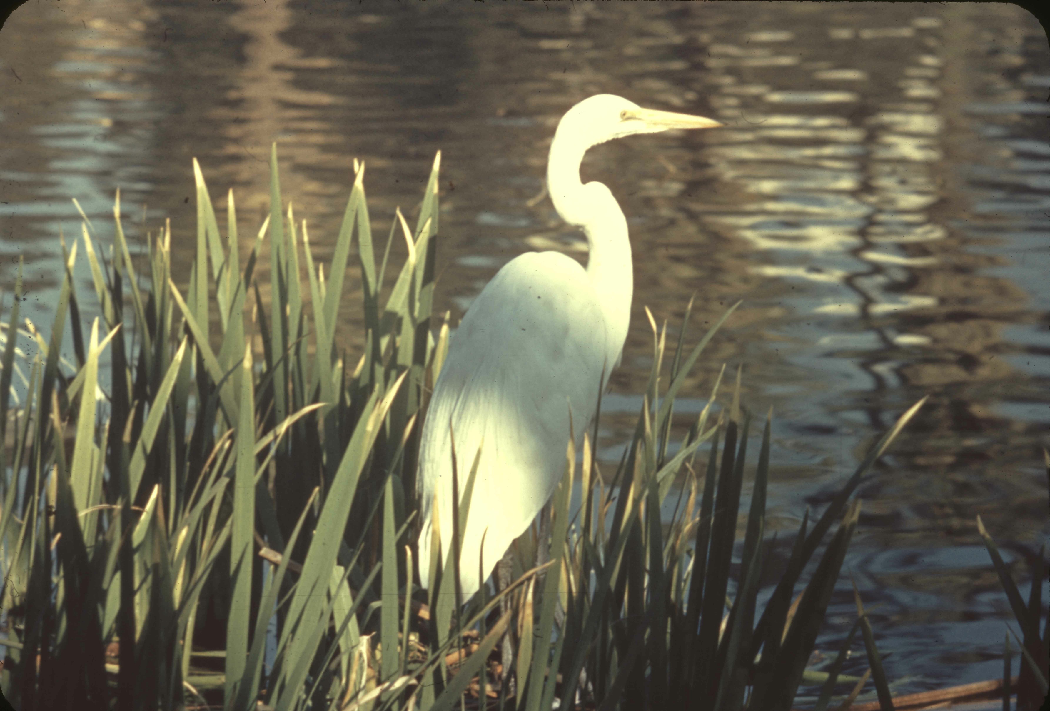American Egret. B4-22-0. Original. E-03-79-005