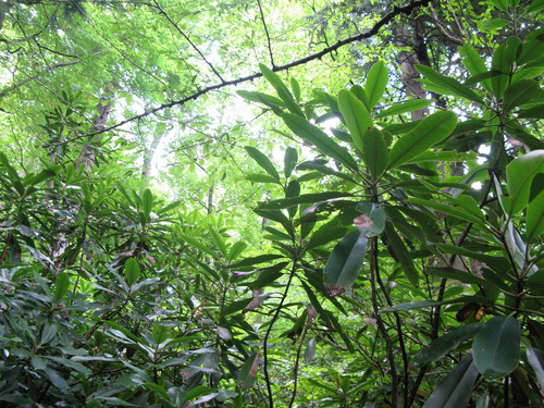 Plot Code: GRSM_AA_0436_2