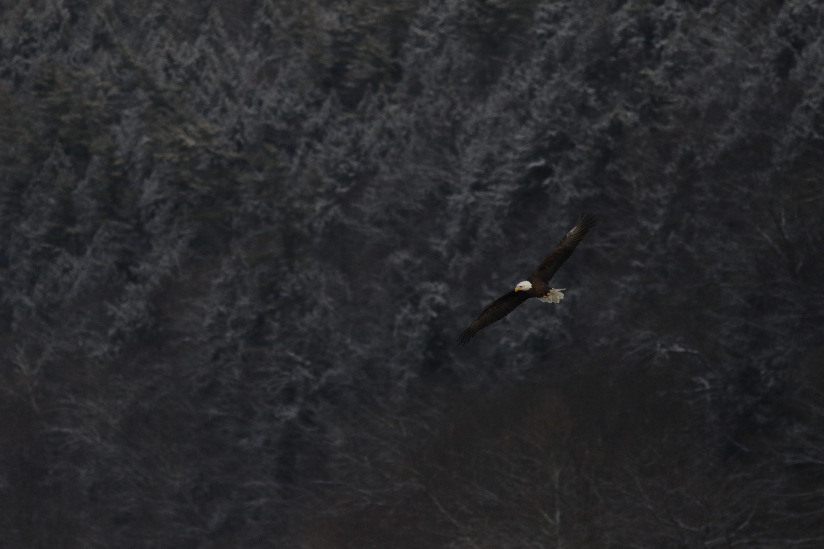 Bald eagle soaring with wings outstretched. Wings and body are dark brown. Head and tail are pure white. Beak and feet are bright yellow. Flys against backdrop of snow-dusted forest.