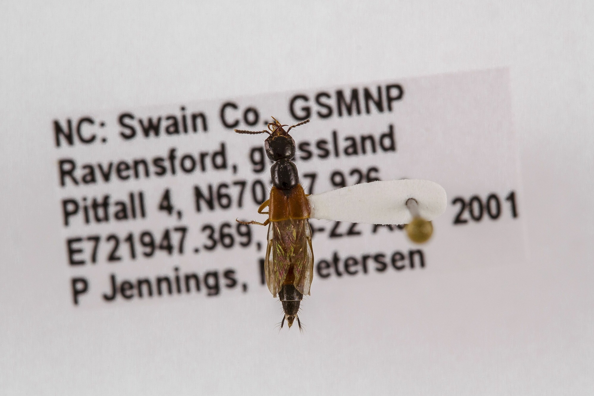 Image of Belonuchus rufipennis, a species of Animalia