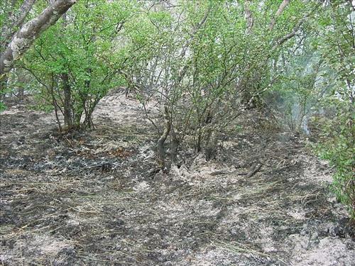 Bay of Island Fire, Naknek Lake, Katmai National Park, July 2001