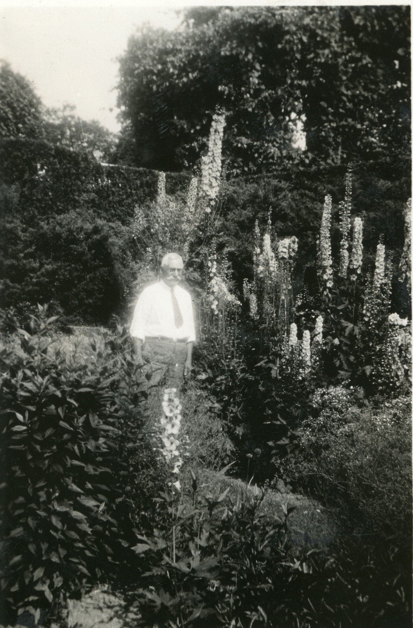An old man standing among blooming flowers.