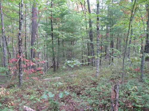 GRSM Accuracy Assessment. Plot Code: GRSM_AA_0951_6