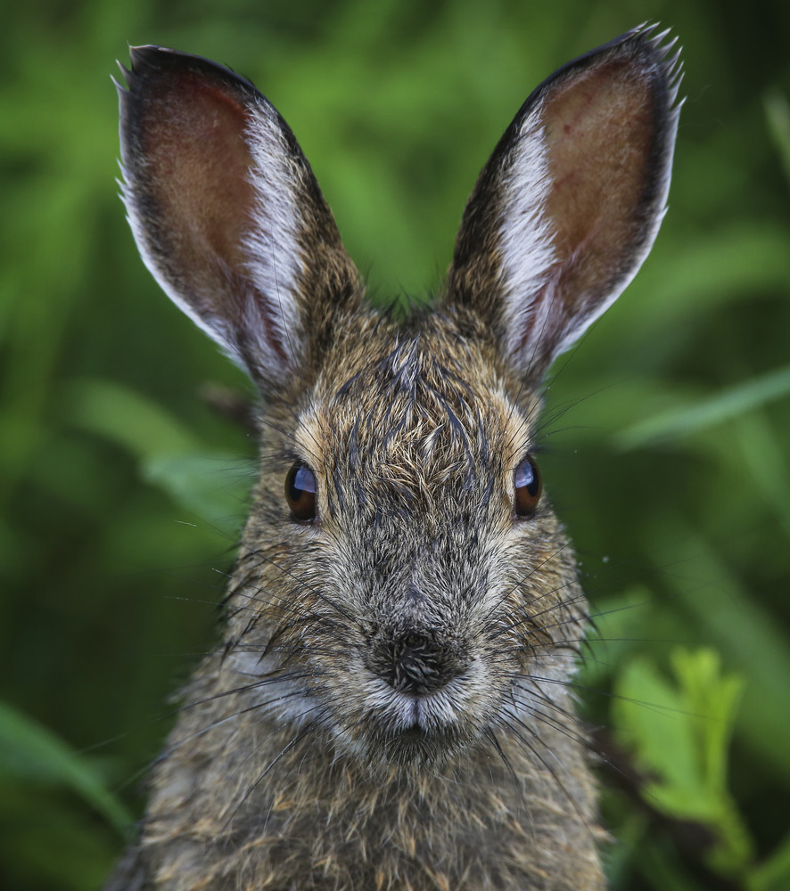 a damp snowshoe hare