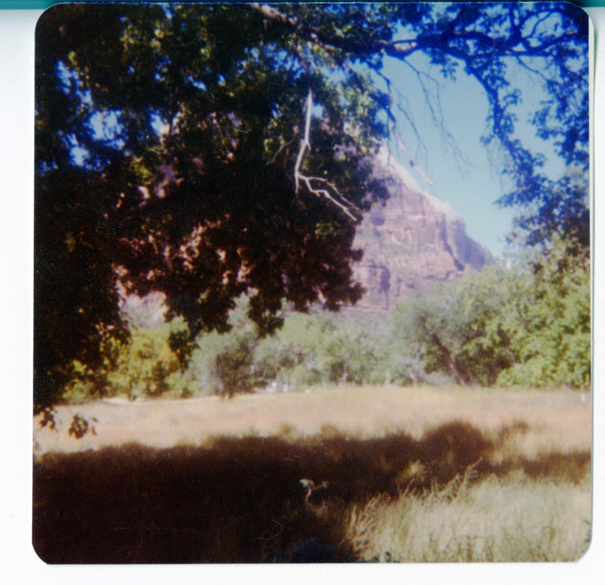 The grounds around the Zion Lodge.