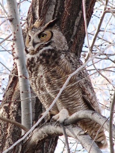 A large brown and white owl sits in a birch tree with red buds.