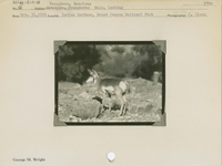 hfca_1607_iva_013_10_002_1750_a. Antelope [American Pronghorn]: Male, looking.. Locality: Indian Gardens, Grand Canyon National Park. Negative #: 1750