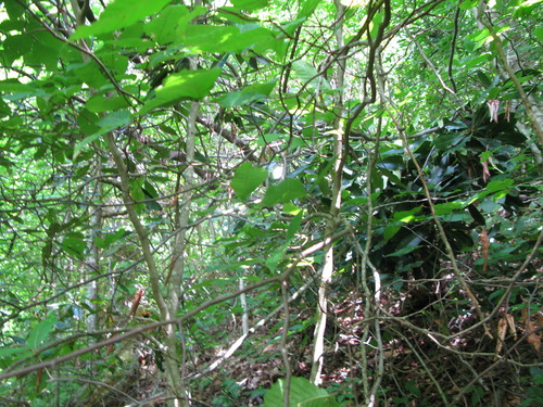 GRSM Accuracy Assessment. Plot Code: GRSM_AA_0762_3