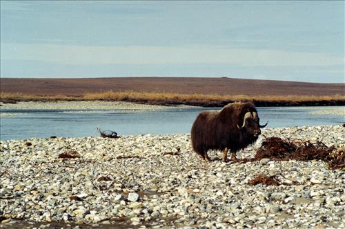 1 Muskoxen in Alaska